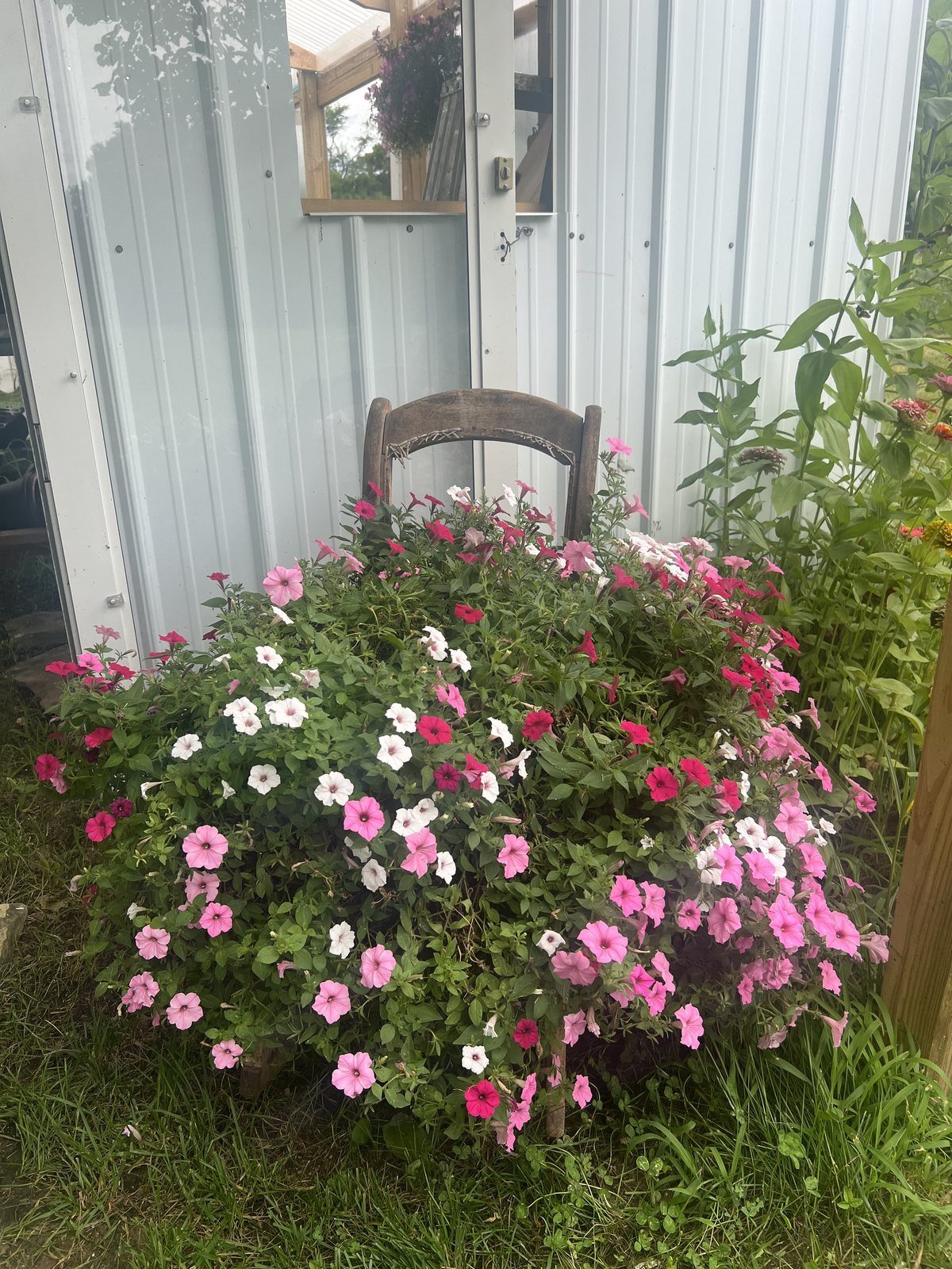 Annual bedding flats, mixed