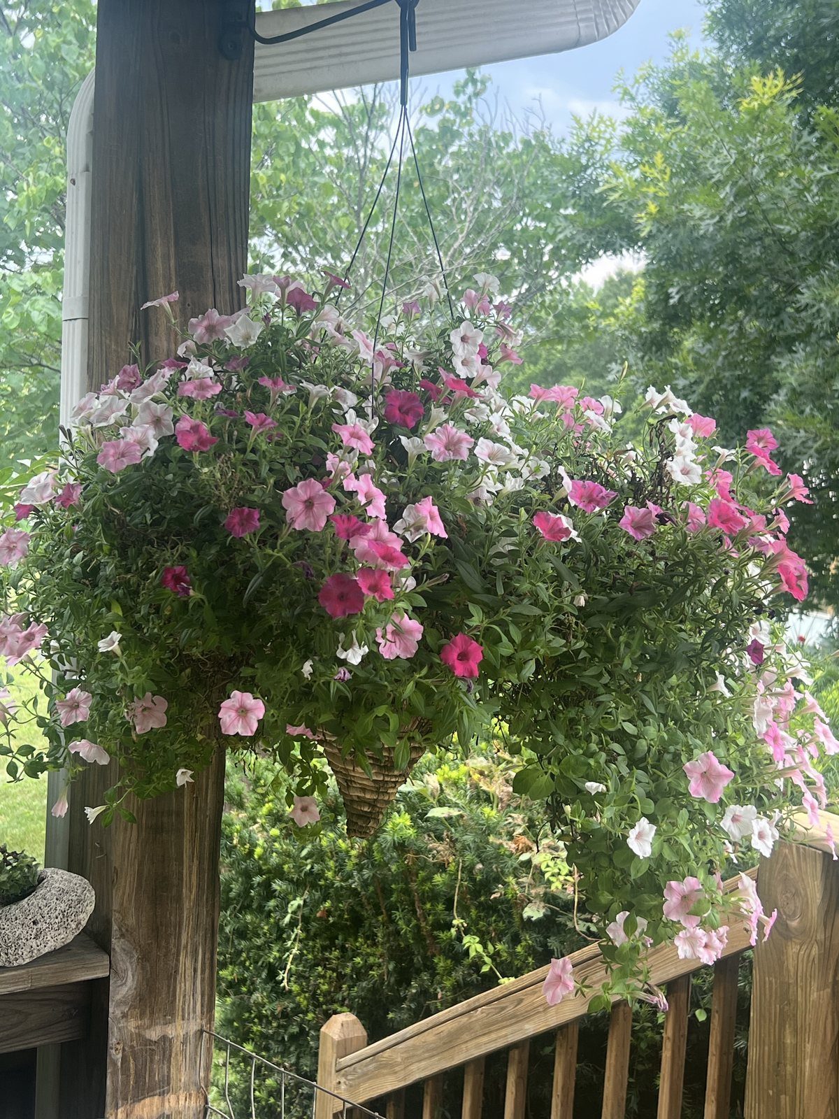 Calibrachoa combo baskets