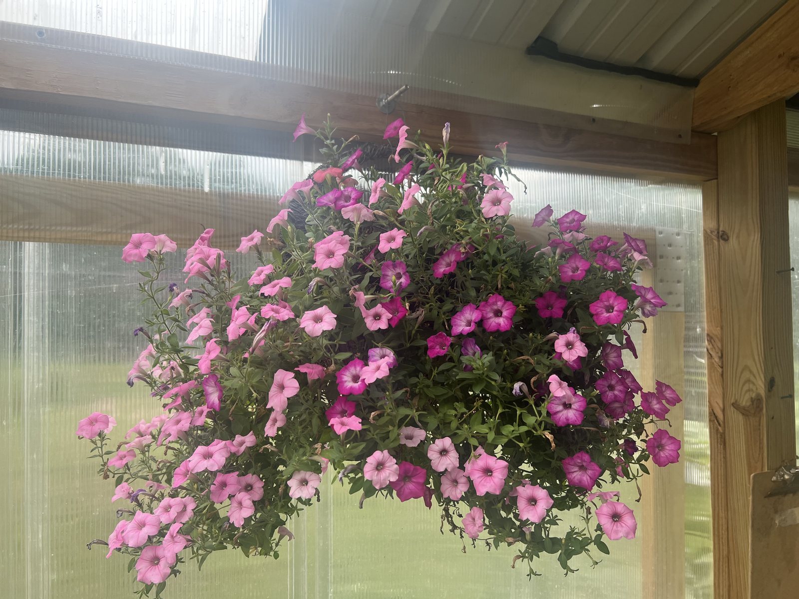 Benches of blooming annuals inside the Here We Grow Again greenhouse